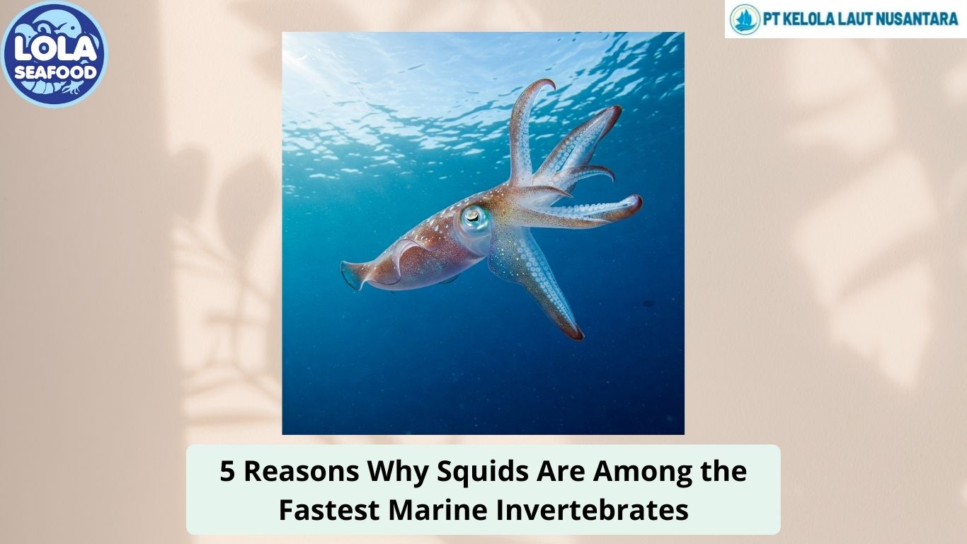 5 Reasons Why Squids Are Among the Fastest Marine Invertebrates